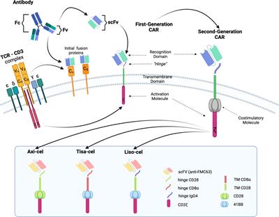 CAR T-Cell Therapy Predictive Response Markers in Diffuse Large B-Cell Lymphoma and Therapeutic Options After CART19 Failure